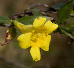 Yellow jessamine